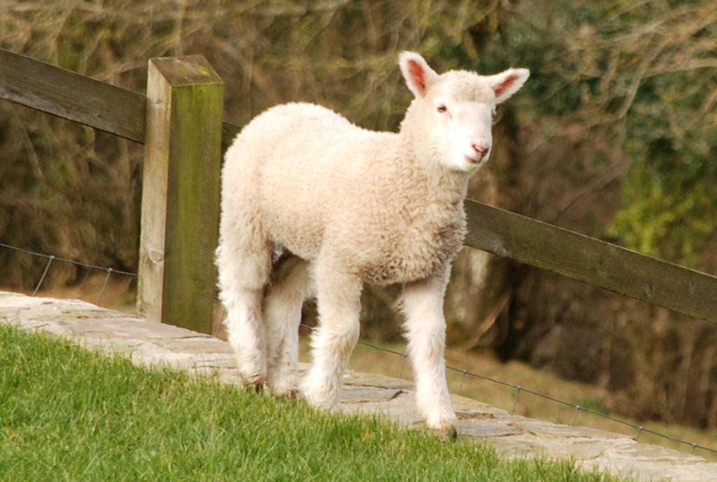 Kerswell Farmhouse トットネス エクステリア 写真